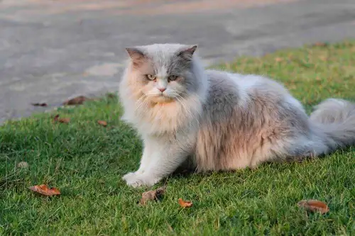 Ciri-Ciri Kucing Persia Dan Cara Merawatnya